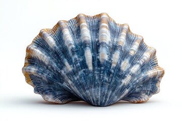 Single blue and white seashell on a white background