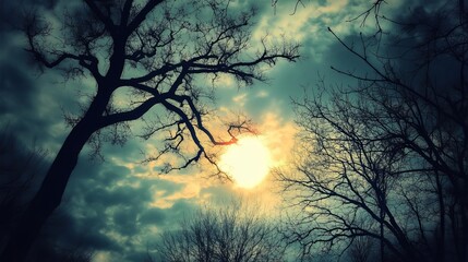 Obraz premium Sunlight filtering through tree branches with a clear blue sky in the background.