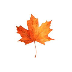 Fototapeta premium Vibrant Orange Maple Leaf Isolated on White Background