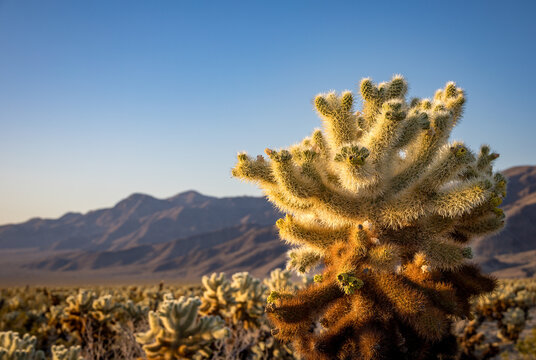 Cholla cactus at sunrise, Joshua Tree National Park, California