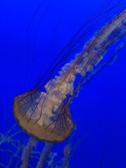 jelly fish in aquarium