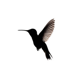 Obraz premium Silhouette of a Hummingbird in Flight with Outstretched Wings