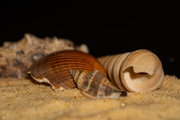 Sea sand, sea things, conchas 