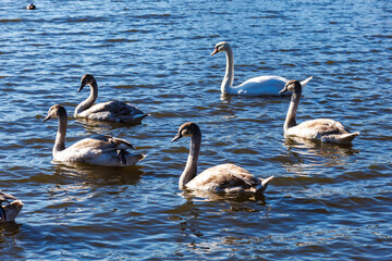 white young swans in lake with blue dark background