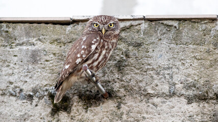 owl in the zoo