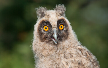 great horned owl