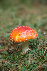 Beautiful fly agaric on a green meadow