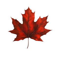 Obraz premium Vibrant Red Maple Leaf Isolated on Black Background