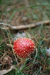 Beautiful fly agaric on a green meadow