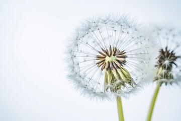 Obraz premium A detailed view of a dandelion flower head against a bright blue sky