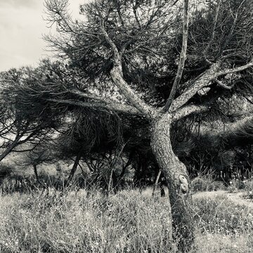 Wald in Spanien