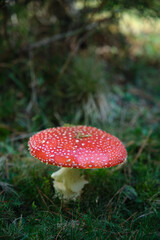 Beautiful fly agaric on a green meadow