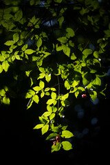 Green leaves in the sunlight. Small leaves on a branch. An unusual plant.