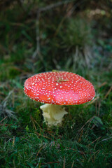 Beautiful fly agaric on a green meadow