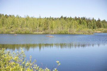 A lake in the forest. Blue water. Forest on the horizon. Natural landscape.