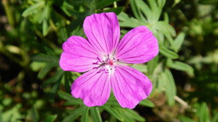 Pink flower Wood cranesbill, Geranium sylvaticum on sunny spring weather - natural floral background, close-up. Topics: beauty of nature, blossom, vegetation, flowering, macro, season, botany, garden