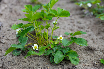 Young strawberry plant with vibrant green leaves and delicate white flowers growing in a garden bed. Organic farming, spring gardening and natural growth
