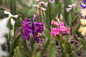 Plum and pink hyacinth with a flying bee. Bright flowers in the background