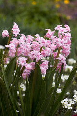 Soft pink double hyacinth in the garden, multi-flowered spring flower, background
