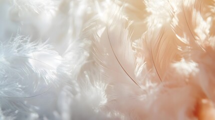 Soft down feather texture in white cream and pastel color