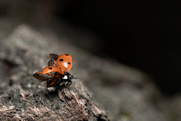 A ladybug prepares to take off from the bark of a tree
