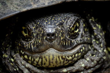 Close-up portrait of a European pond turtle