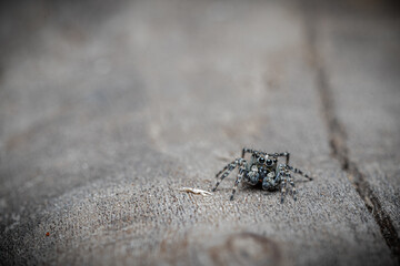 A grey hairy jumping spider poses on a tree trunk