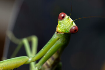 Close up portrait of green praying mantis with brown eyes