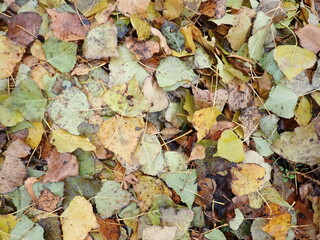 autumn fallen colorfull dry leaves