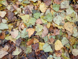 autumn fallen colorfull dry leaves