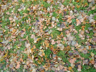 autumn fallen colorfull dry leaves