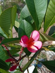 pink frangipani flower in the garden