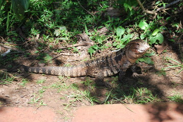 Iguana overa. Foto tomada durante la excursión a las Cataratas del Iguazú del lado argentino. 