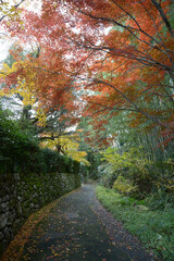 比叡山里坊　紅葉の小道　 滋賀県大津市坂本