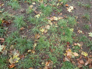 autumn fallen colorfull dry leaves