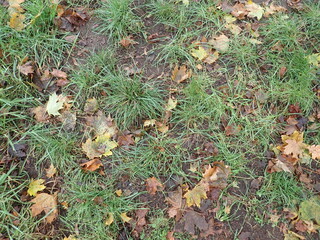 autumn fallen colorfull dry leaves