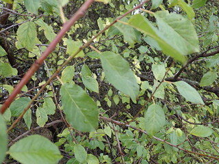 detail of green tree branch