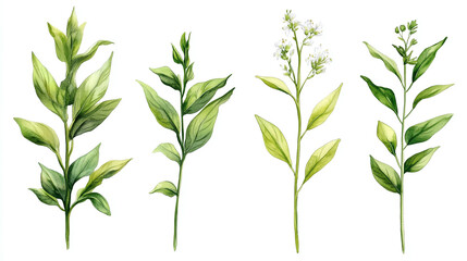 Obraz premium Watercolor botanical illustrations of plants, leaf and herb designs, flower and branch set isolated, green nature artwork, herbal elements on white background.