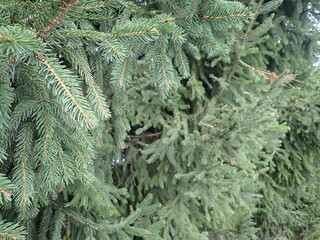 detail of green tree branch