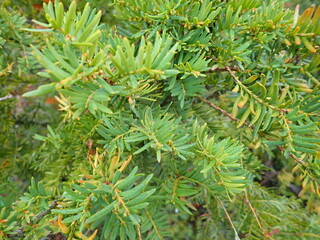 detail of green tree branch