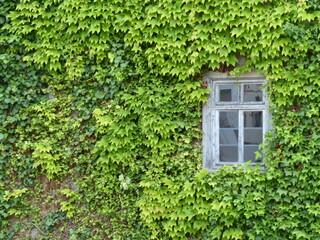 Begr&uuml;nte Fassade eines alten Wohnhaus mit Sprossenfenster im Sommer in Wettenberg Krofdorf-Gleiberg bei Gie&szlig;en in Hessen