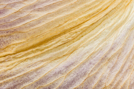 Detailed macro image of a decaying lily petal with texture
