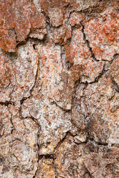 Close-up texture of roble beech tree bark in natural color