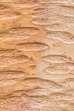 Textured bark of a Chinese Red Birch, Betula albosinensis