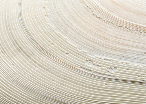 Close-up of bodega tellin clam shell on Washington coast