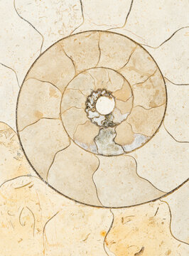 Close-Up of Ammonite Fossil Exhibiting Intricate Patterns