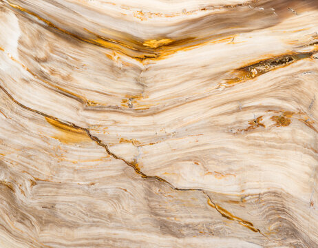 Fossilized rock texture showcasing natural earthy patterns