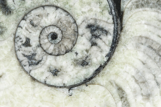 Intricate Fossil Spiral Patterns in Natural Stone Background
