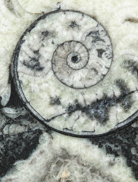 Close-up of a textured spiral fossil showcasing intricate details