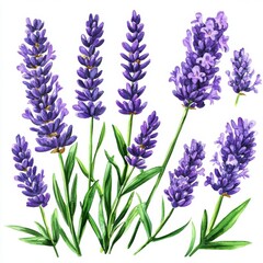 Naklejka premium lavender flowers